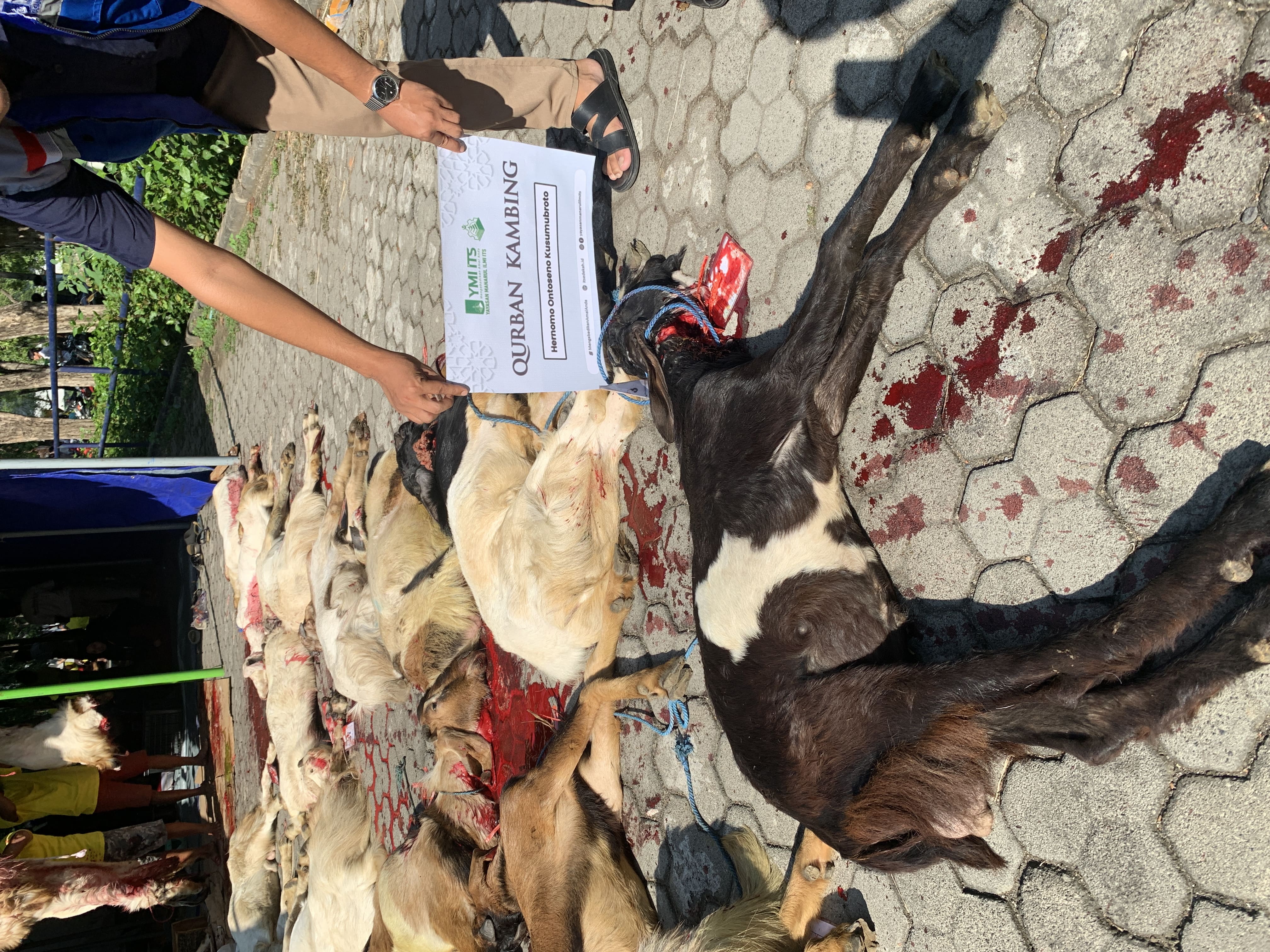Program Qurban